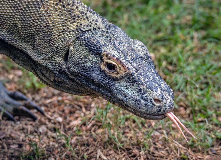 Flores and Komodo