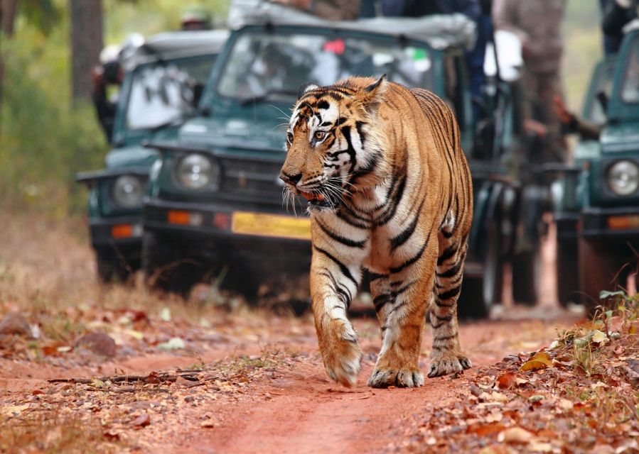 Tigertrails of North India